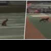 Două vulpi jucăușe s-au strecurat pe Cluj Arena, după lăsarea serii! Animalele s-au plimbat nestingherite pe pista de alergare - VIDEO