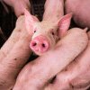 Focar de pestă porcină în comuna Baciu: „Mișcarea animalelor din zona supravegheată este restricționată”