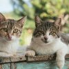 Un clujean cere ajutorul Primăriei pentru soluționarea unei probleme ciudate: „Sunt invadat de pisici vagaboande”