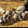 20 de locuri gratuite pentru sterilizarea câinilor din Comuna Mărgineni, oferite de Primăria Bacău