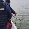 Patrulele Centrului Regional de Ecologie Bacău împiedică braconajul pe lacurile Bacău și Galbeni