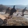 VIDEO: 200 de fazani eliberați într-un fond cinegetic din Bacău pentru conservarea biodiversității