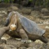 Insulele Galapagos vor dubla taxele turistice pe fondul îngrijorărilor legate de creşterea numărului de vizitatori