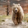 Moarte tragică pentru o femeie din Belarus. A fost găsită fără suflare într-o pădure din Slovacia, după ce un urs a fugărit-o