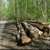 Critici pentrul noul Cod Silvic: „Atentat la pădurile României”