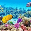 Pericol grav pentru Marea Barieră de Corali