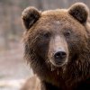 Problema urşilor din România a ajuns la Bruxelles