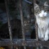 Proiect de lege pentru eutanasierea pisicilor fără stăpân