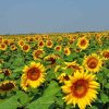 Suntem primii în UE la producția de floarea soarelui și de porumb