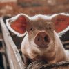 Proiectul de Hotărâre privind aprobarea Programului de susţinere a crescătorilor de porci de reproducție din rase, postat în transparență