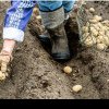 Cultivarea cartofilor obisnuiti de cãtre începãtori! Sfaturi bune despre cartofii mov, cei mai profitabili! (FOTO)