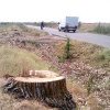 De la Vaslui și până în nordul județului, la Băcești, sute de copaci au fost puși la pământ