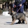 Inspectoratul de Politie Judetean Vaslui angajeazã conductor de câini