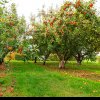 Secretele unui pom încãrcat cu mere suculente si mari! Cum pãstrãm fructele chiar si doi ani! Dezvãluiri din anii 1880! (FOTO)
