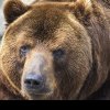 Un urs a fost văzut azi-noapte pe străzile din Ploieşti. Autoritățile au emis mesaj RO-Alert