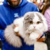 100 de pisici din rase deosebite vor participa în acest weekend, în Iulius Mall Suceava, la turneul jubiliar a WCF International Cat Show