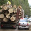 Acțiune de amploare a polițiștilor din Suceava, Maramureș și Satu Mare pentru depistarea transporturilor ilegale de lemne. În total s-au confiscat 800 metri cubi de material lemnos