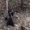 Doi urși au ieșit la hârjoneală într-o pădure din Broșteni (foto)