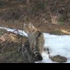 Pisică sălbatică filmată în acțiune în Parcul Național Călimani (foto)