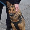 Poliția Suceava scoate la concurs două posturi de agent II la Compartimentul Conductori câini