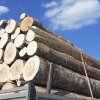 Transport ilegal de lemn în valoare de 155 de lei depistat la un botoșănean