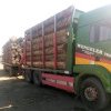 Transport ilegal de lemne depistat pe DN 17A, la Sadova. Șoferul transporta 6,5 metri cubi de lemne în plus față de cantitatea din acte