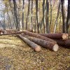 Un „șmecher” din Dorna Candrenilor a tăiat ilegal 497 de copaci dintr-o pădure privată după ce i-a păcălit pe lucrătorii silvici