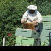 Sprijin de la stat pentru apicultori. Câți bani vor primi pentru o familie de albine