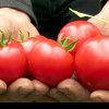 Primele roșii românești din acest an, în piețe. Prețul unui kilogram de tomate autohtone crescute în sol