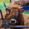Descoperire revoluționară: O vacă modificată genetic produce insulină umană în lapte!
