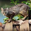 Patrule într-un oraș pentru găsirea unei pisici care a căzut într-un rezervor cu substanțe chimice