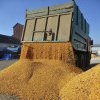 Producţia de cereale a României a crescut în 2023 cu peste 9%, la 20,57 milioane de tone