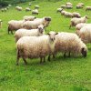 Licitație pentru închirierea unei pășuni de 243 de hectare din Sângeorgiu de Mureș