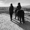 Program de dezvoltare a motricității copiilor cu ajutorul cailor, în Covasna