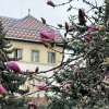 Veste bună în zi cu vremea rea. Înfloresc magnoliile!
