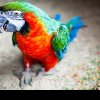 Alertă globală emisă de OMS: Boala papagalului se răspândește la om. Mai multe persoane, internate în spitalele din Europa