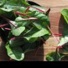 Beneficiile uimitoare ale plantei numite mătura intestinului: iarbă de leac pentru zeci de afecțiuni