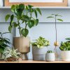 Cele mai bune plante care purifică aerul în casă în 2024. Ce recomandă specialiștii în curățenie