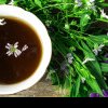 Cele mai eficiente ceaiuri pentru subțierea sângelui. O călătorie în lumea plantelor miraculoase pentru o viață plină de vitalitate
