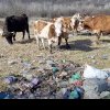 Comuna din România unde animalele pasc gunoaie. Fermierii sunt disperați