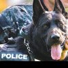 Poliţia Română scoate la concurs zeci de posturi de agent şi conductor de câini. Care este condiția esențială?