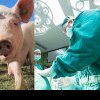 Primul transplant de rinichi de la porc la om a fost realizat cu succes