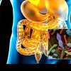 Probioticele naturale, un ajutor din partea naturii pentru sănătatea sistemului digestiv