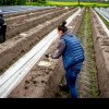 Raport șocant: Muncitorii români, tratați ca sclavii în Germania. Salarii sub minimul legal, concedieri fără preaviz, sume excesive pentru cazare