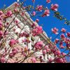 Rețelele sociale, invadate de fotografii cu magnolii. Legendelei si simbolurile acestei flori spectaculoase - GALERIE FOTO