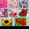 Testul special de 8 martie: Alege o floare și află mesajul subconștientului tău pentru această primăvară