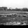 Unde pășteau oile în București, în urmă cu 50 de ani? Puțină lume mai știe acest lucru - GALERIE FOTO