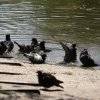 Barcelona are o nouă „armă” în lupta cu porumbeii: vulturi și șoimi. Păsările de pradă patrulează în zona stadionului Camp Nou