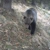 Cinci persoane, atacate și rănite de un urs, în timpul zilei, într-un oraș din Slovacia – VIDEO