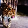 De unde vine expresia „afară-i vopsit gardul, înăuntru-i leopardul” și ce înseamnă